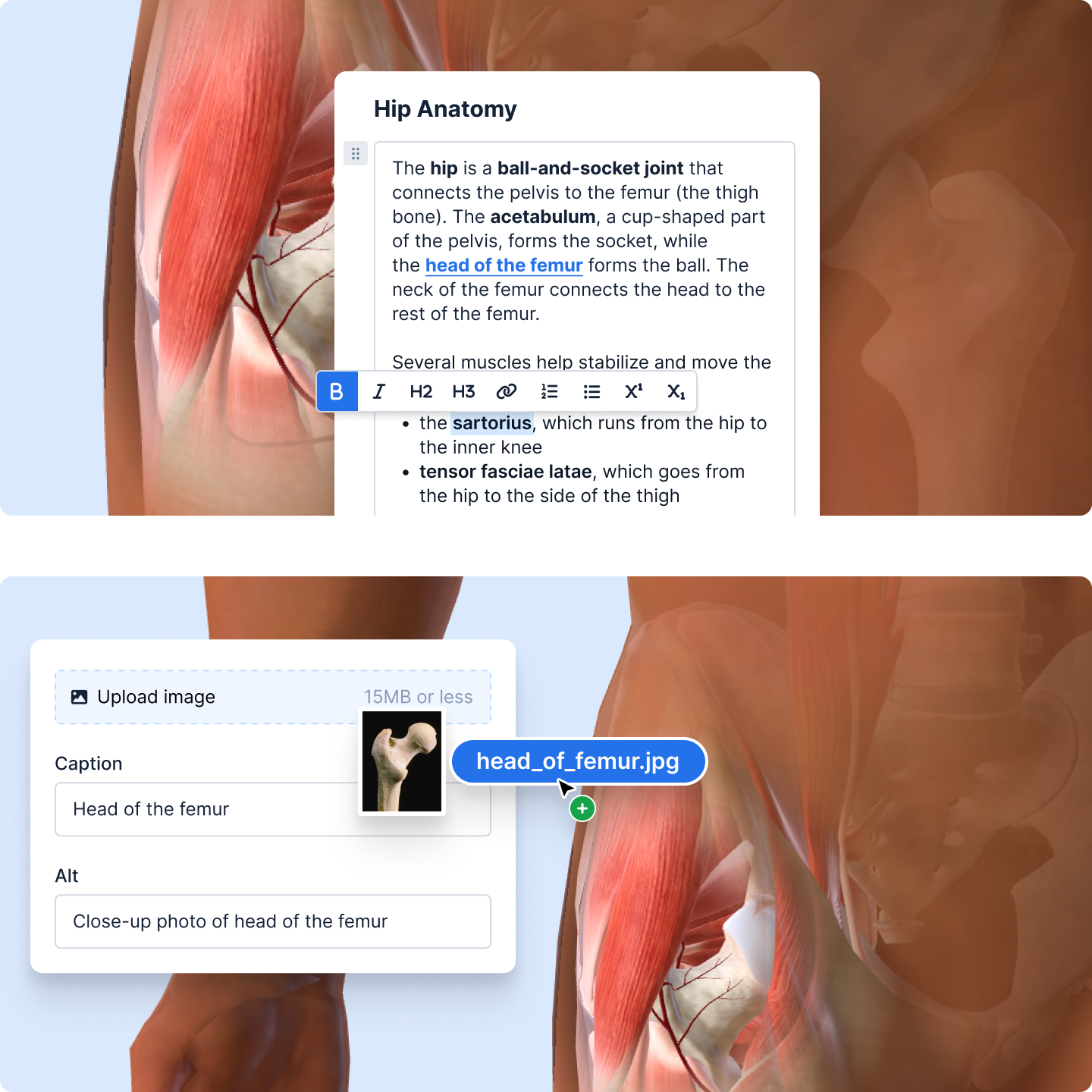 Screenshot of BioDigital Human Studio, a no-code 3D anatomy customization tool for medical device sales training, clinician-patient education, and health communication. Interface shows labeled posterior abdominal wall with options to edit labels, colors, and canvas. title=